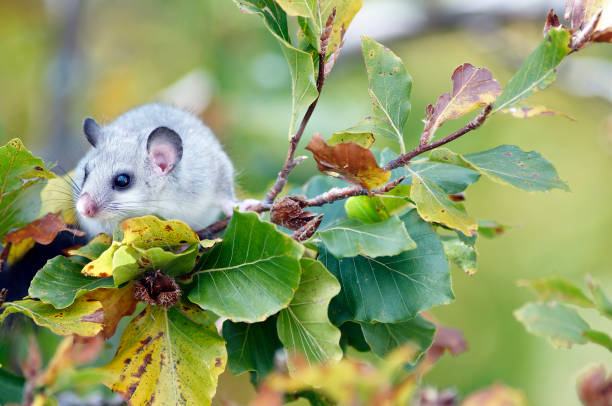 loir gris sur une branche